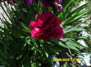 SAM_0016