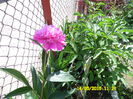 SAM_0017