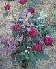 black baccara