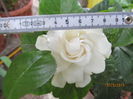 Gardenia cu floare mare