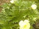 Paeonia Itoh Bartzela