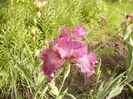 Iris Changing Winds