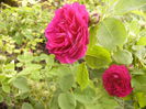 Rosa Gypsy Boy