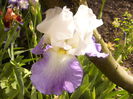 Iris Morning rich