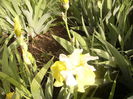 Iris Glacier Gold