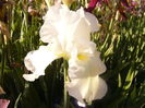 Iris Boule de Neige