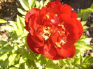 Bujor Buckeye Belle