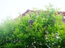 wisteria 2015-05-07 (3)