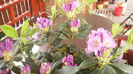 Rhododendron lila