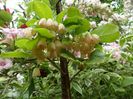 Enkianthus Campanulatus 'Red Bells'