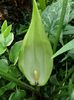 Arum Maculatum