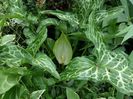 Arum Maculatum