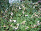 geranium saint ola