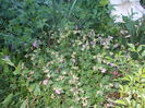 DSCN1668