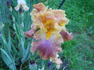 DSCN6596