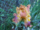 DSCN6607