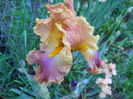 DSCN6608