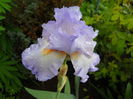 Grecian Skyes