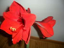 SAM_5091