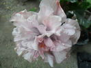 SAM_5126