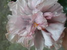 SAM_5130