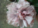 SAM_5132