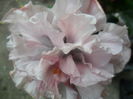 SAM_5133