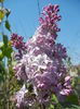 Syringa vulgaris_Lilac (2015, April 25)