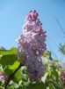 Syringa vulgaris_Lilac (2015, April 25)