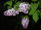 Syringa vulgaris_Lilac (2015, April 27)