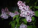 Syringa vulgaris_Lilac (2015, April 27)