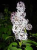 Syringa vulgaris_Lilac (2015, April 27)