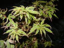 Acer palmatum Butterfly (2015, Apr.27)