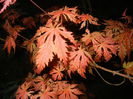 Acer palmatum Ariadne (2015, April 27)