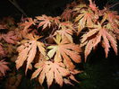 Acer palmatum Ariadne (2015, April 27)