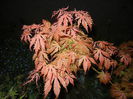 Acer palmatum Ariadne (2015, April 27)