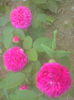 Trandafiri de dulceata Rosa Damascena azi15.05.2015