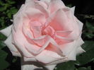 Picture My plants 3176