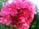 Nerium_oleander_RedDoubelFlowers_Closeup_TorreLaMata