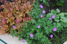 heuchera&geranium&brunnera