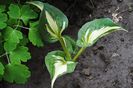 hosta War Paint