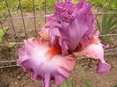 Iris Extravagant