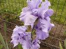 Iris Pacific Mist