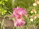 Iris Changing Winds