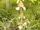 Iris Patina