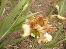 Iris Patina