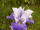 Iris Sierra Grande