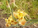 Iris Tiger Honey