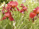 Iris Sultan,s Palace
