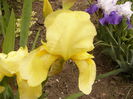 Iris Sangreal